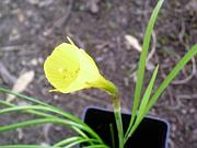 bulbocodium serotinus